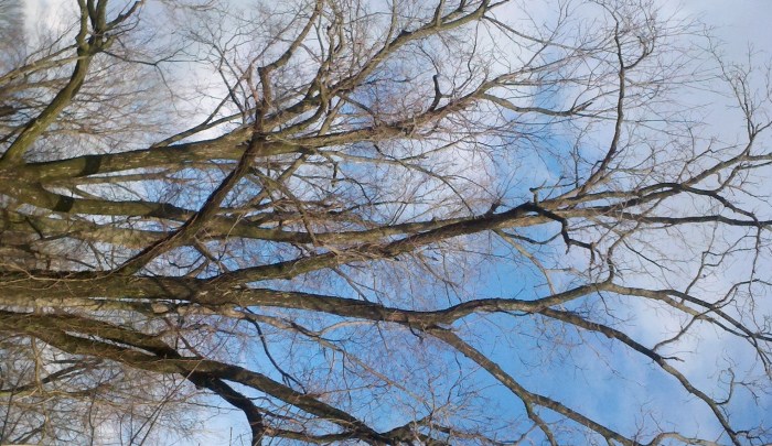 Jan 17 view of the walnut trees (2)