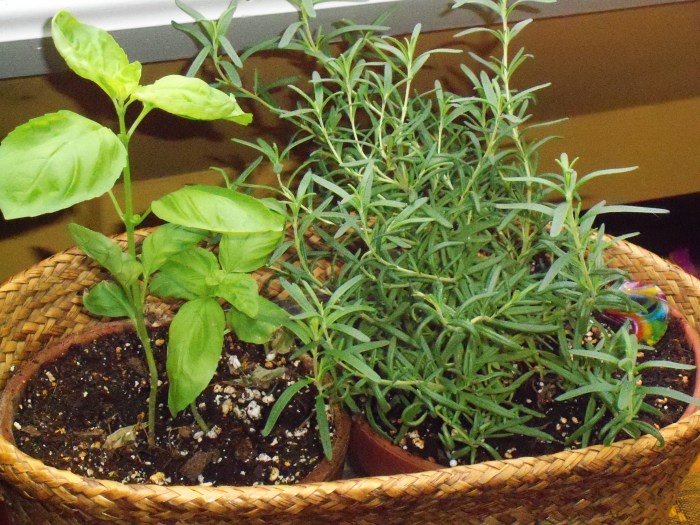 Jan 19 winter herbs (2)