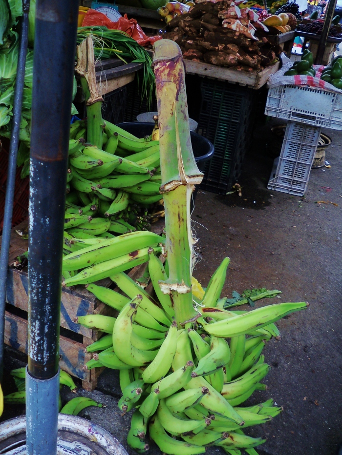 Bananas are still on the branch.  Where all of the "Dole" labels?