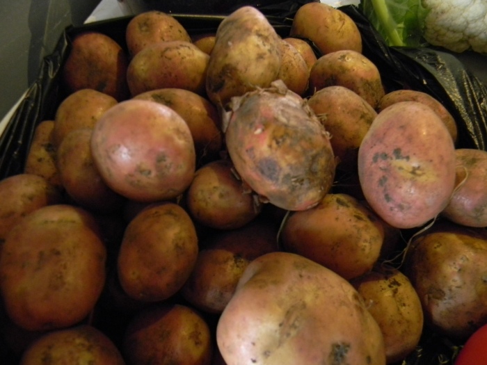Did you know that Ecuador grows more than 500 varieties of potatoes?