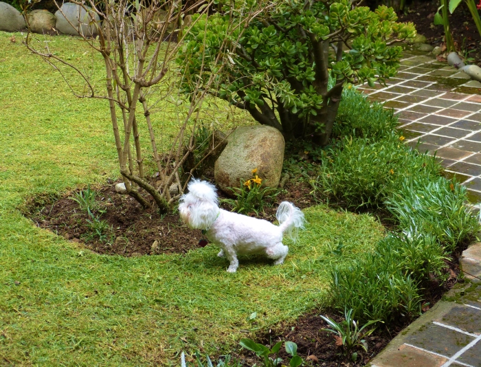 Lucy took full advantage of the garden in our short-term rental!