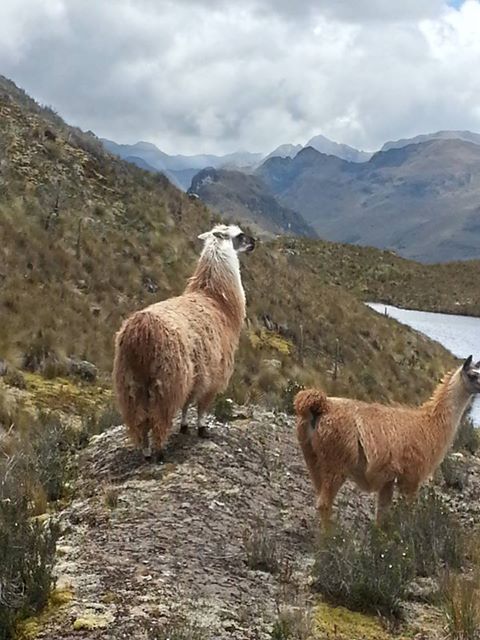 Juan got the best image of the day--llamas enjoying the view.