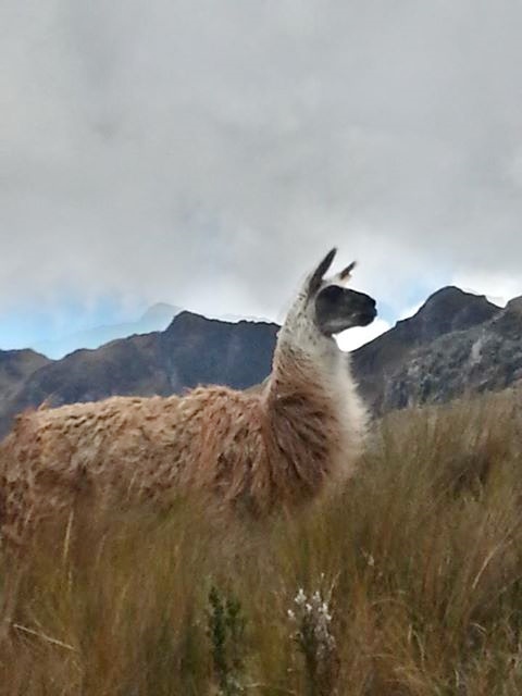 Juan's picture of the mama llama.  He got closer than I did, at which point she began to spit at him.