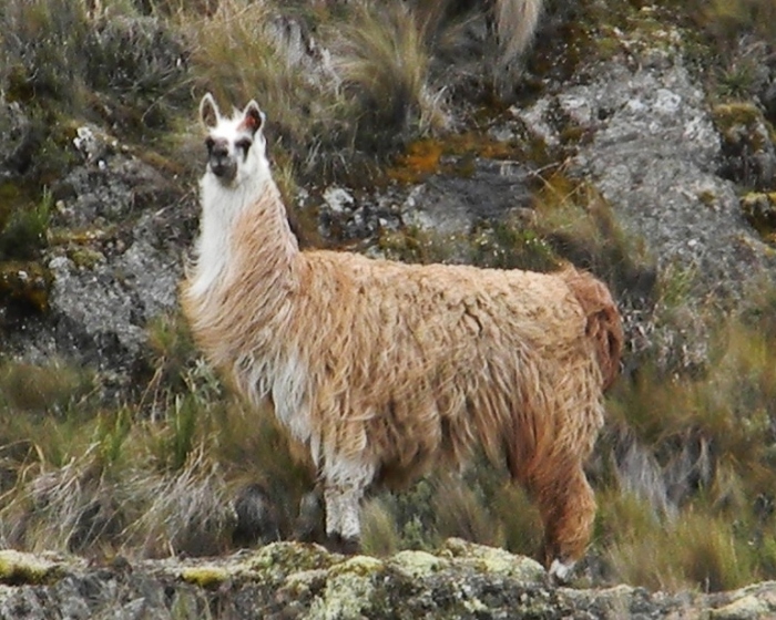 Kathy's shot of the mama llama--
