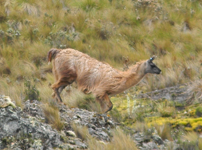 Kathy's image of llama on the run--