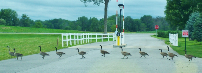 The wild geese Madrina was chasing suddenly appeared as we were leaving the RV park yesterday.